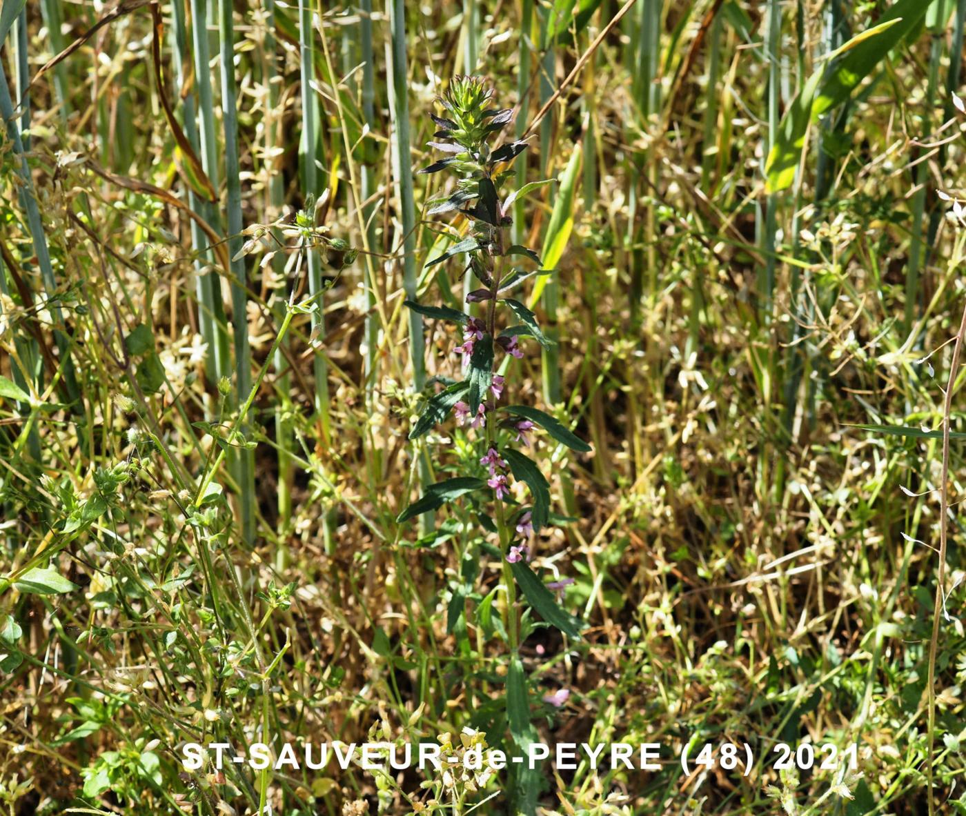 Bartsia, Red plant